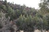 2018-01-16 to 2018-01-20 Bandolier and Jemez NM 100